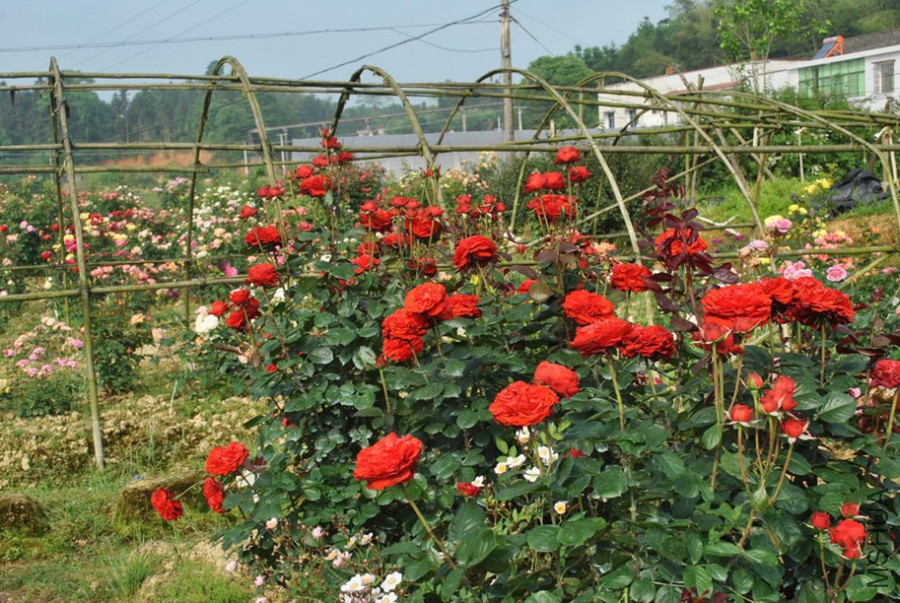 ˿���޹� (3).jpg