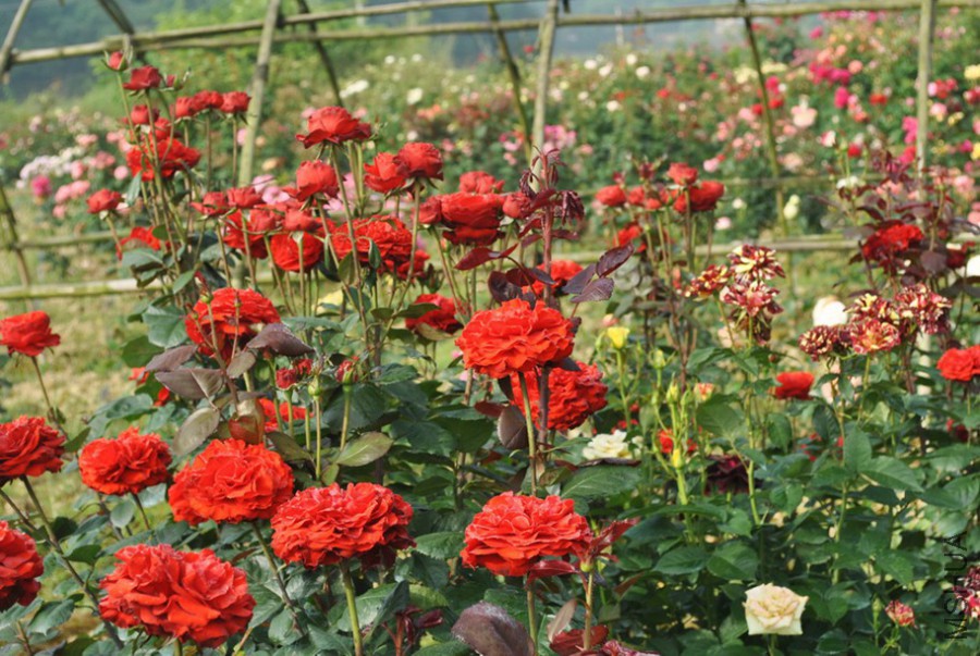 ˿���޹� (4).jpg