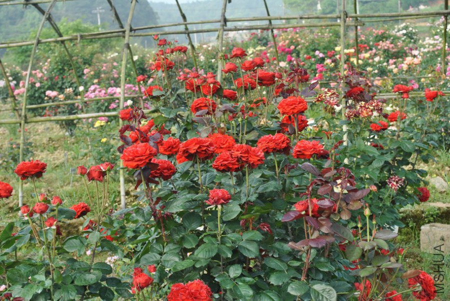 ˿���޹� (5).jpg