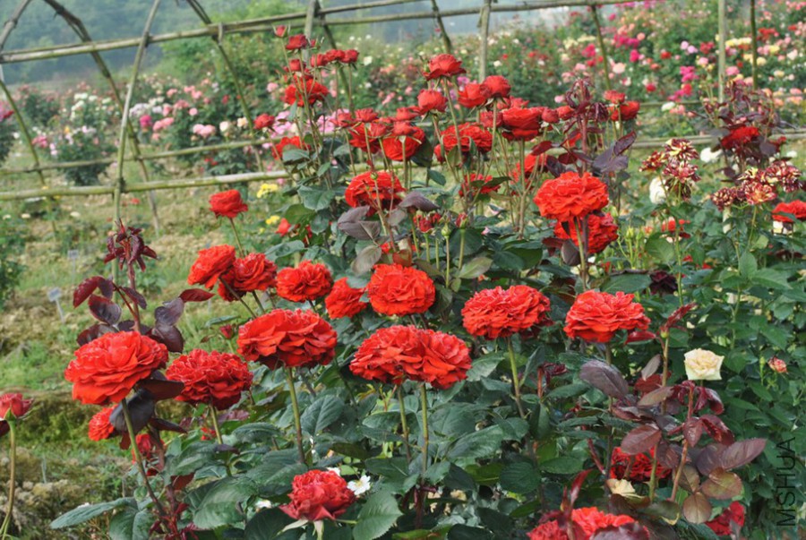 ˿���޹� (6).jpg