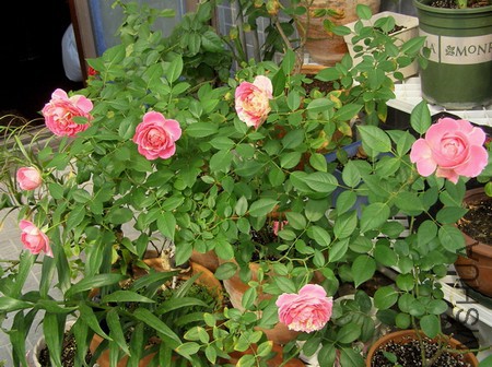 PA046037.JPG