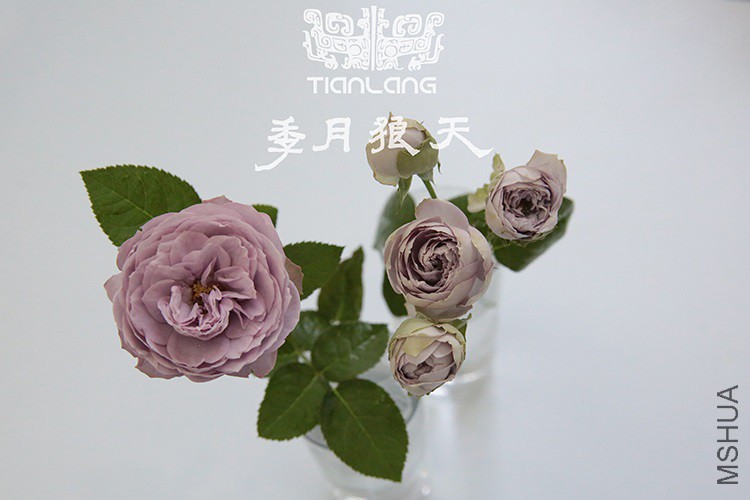 ��ɫ����