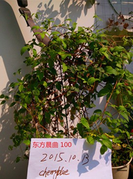 IMG_20151013_132056.jpg