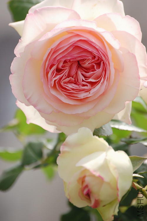 DSC_4315_����.jpg