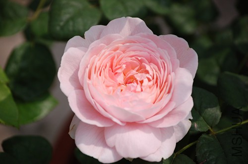 DSC_4381_����.jpg