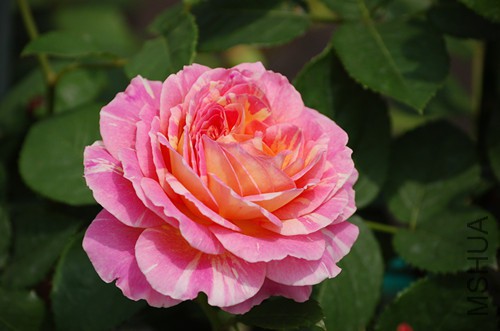 DSC_4382_����.jpg