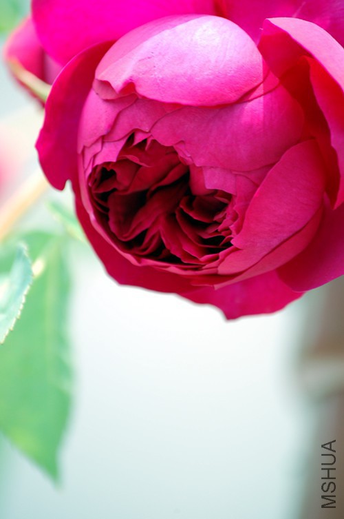 DSC_4393_����.jpg