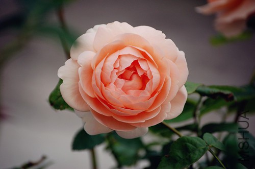 DSC_4568_����.jpg