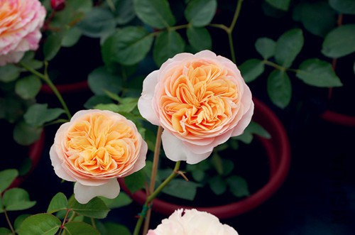 DSC_4569_����.jpg
