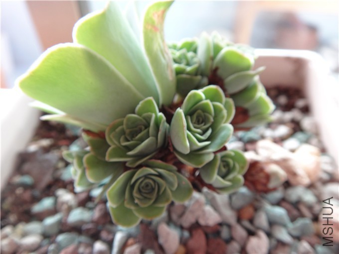 DSC07506_����.jpg