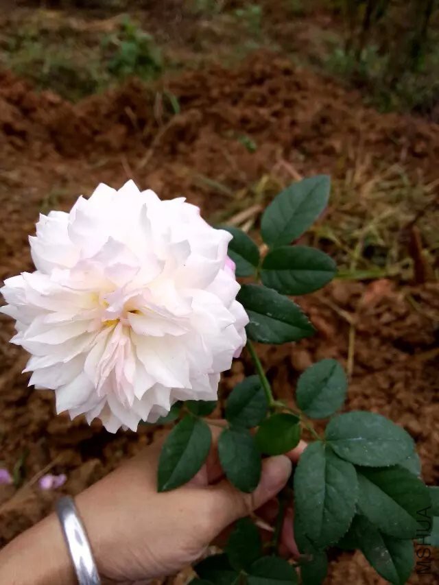 ��˹̹��