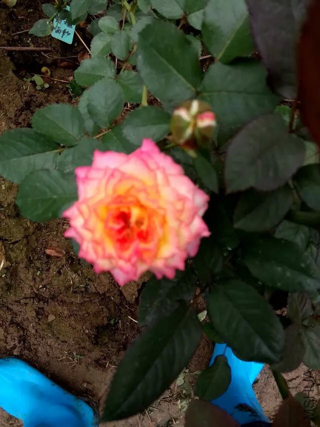 ����õ����ɴ