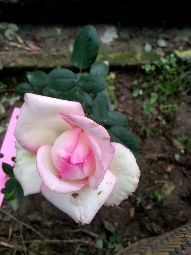 ������