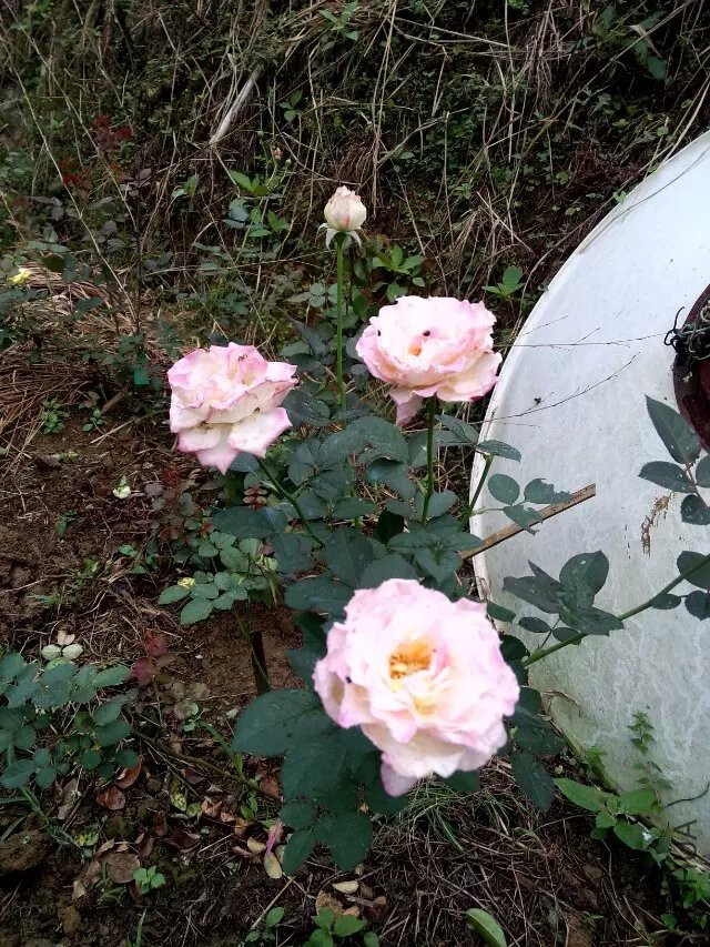 ������ʹ
