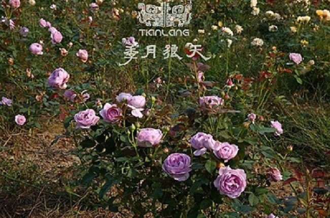 ����Ⱥ��