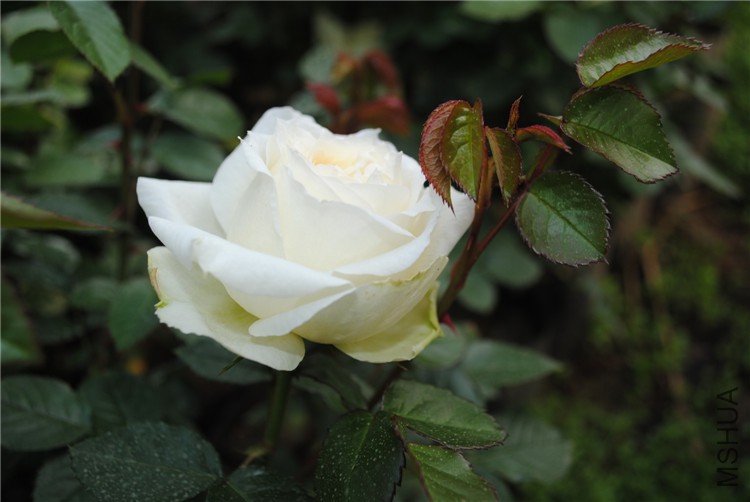DSC_9949.jpg