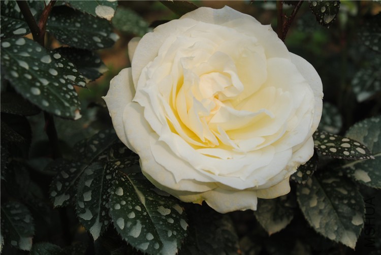DSC_9955.jpg