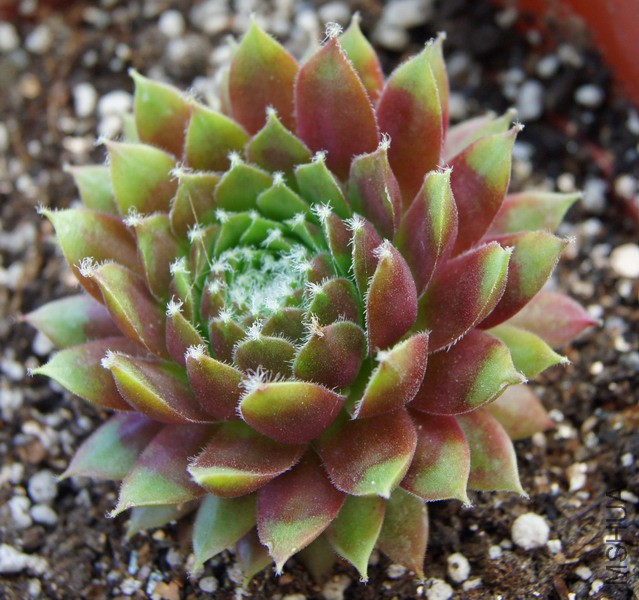 Sempervivum 'Silberspitz' 2.JPG