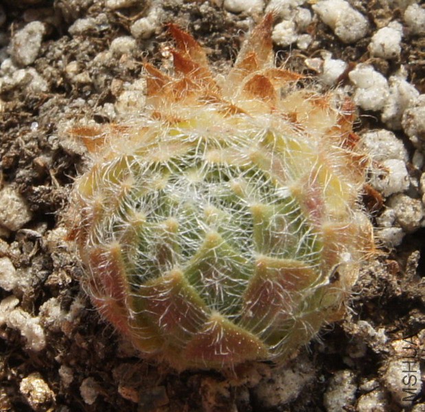 Sempervivum ciliosum 2.JPG
