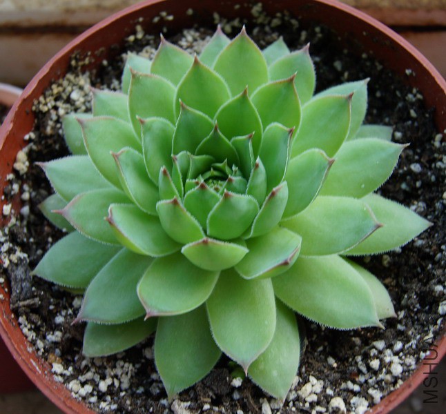 Sempervivum tectorum 2.JPG