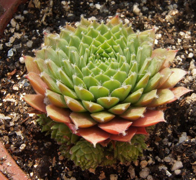 Sempervivum 'Silberspitz' 3.JPG