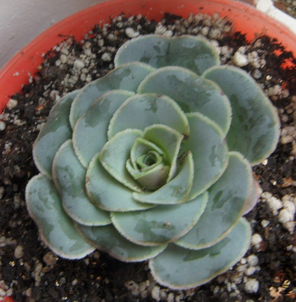 Aeonium aureum ex El Hierro Ү�޵���õ�� 2.JPG