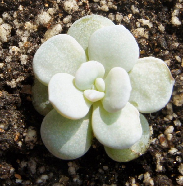 Echeveria laui ѩ�� 2.JPG