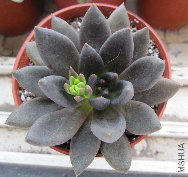 Echeveria affinis 'Black Knight' ����ʿ 3.JPG