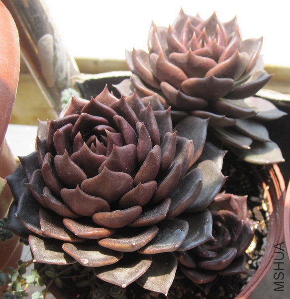 Echeveria 'Black Prince' ������ 4.JPG