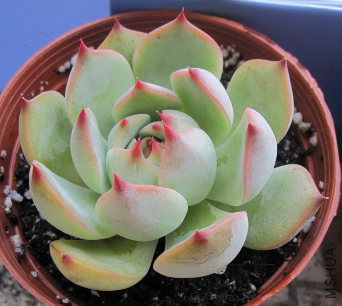 Echeveria chihuahuaensis ������ 5.JPG