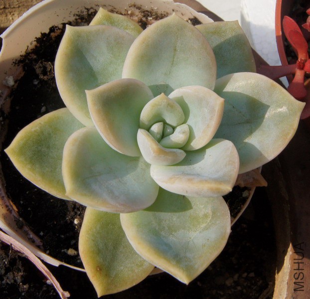 Echeveria 'Deresina' ѩ�� 2.JPG