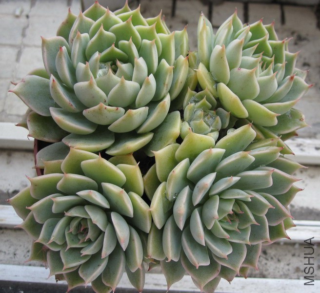 Echeveria 'Margaret' ������� 3.JPG