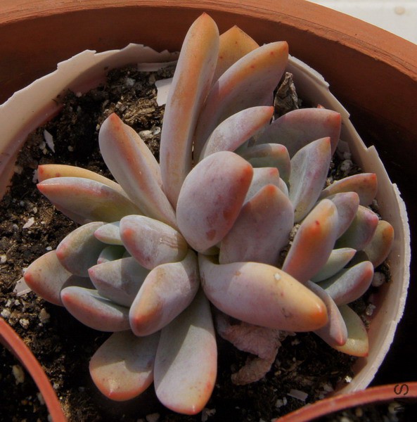 Echeveria 'Laulindsayana' ܽ��ѩ�� 3B.JPG