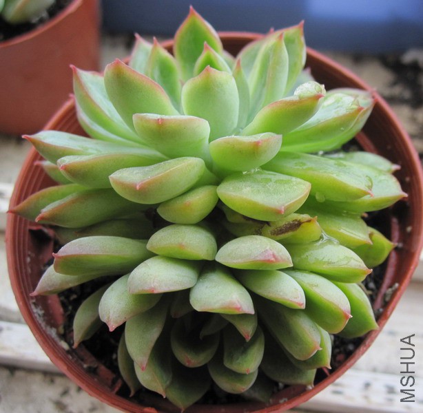 Echeveria 'Mebina' ����� 4.JPG