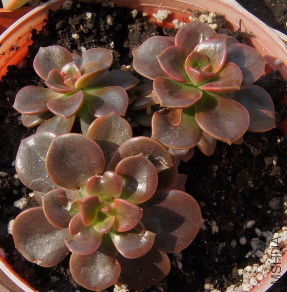 Echeveria 'Melaco' �ɿ�����ש 3.JPG