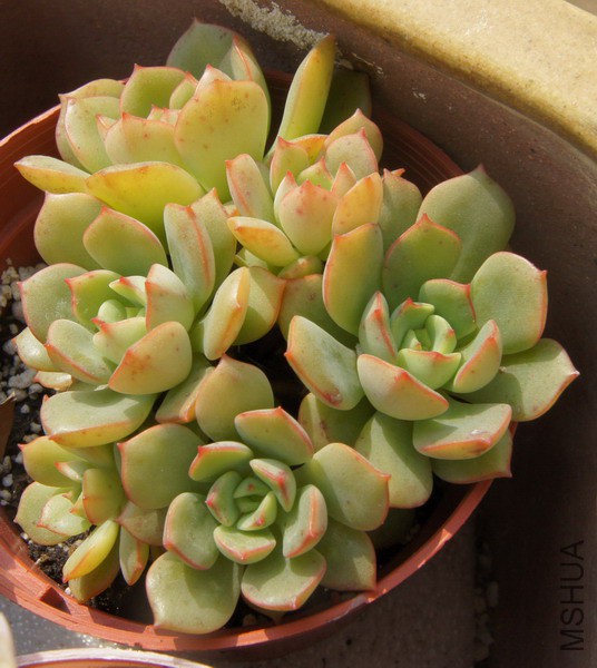 Echeveria 'Tramuntana' �컯ױ 4.JPG