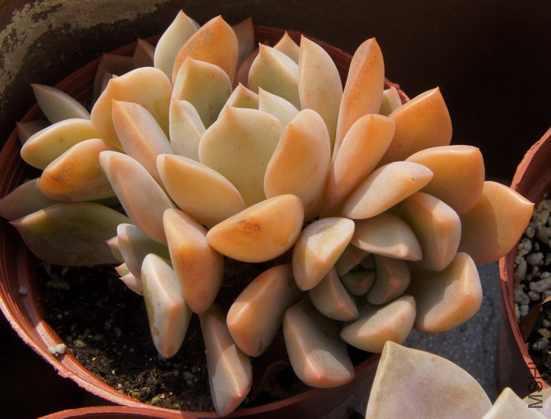 Echeveria 'Pretty in Pink' ��ۼ��� 4.JPG