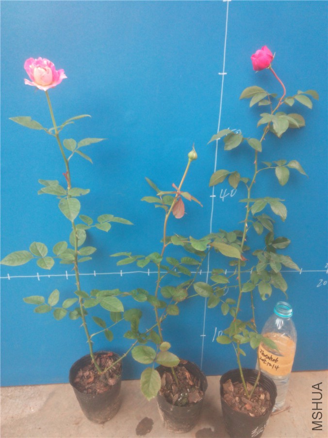 20151014173654_����.jpg