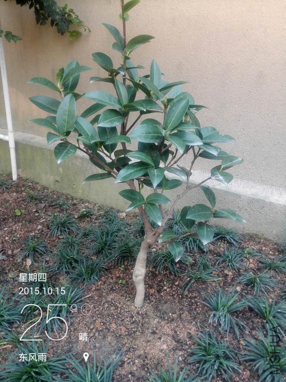 IMG_20151015_104932.jpg