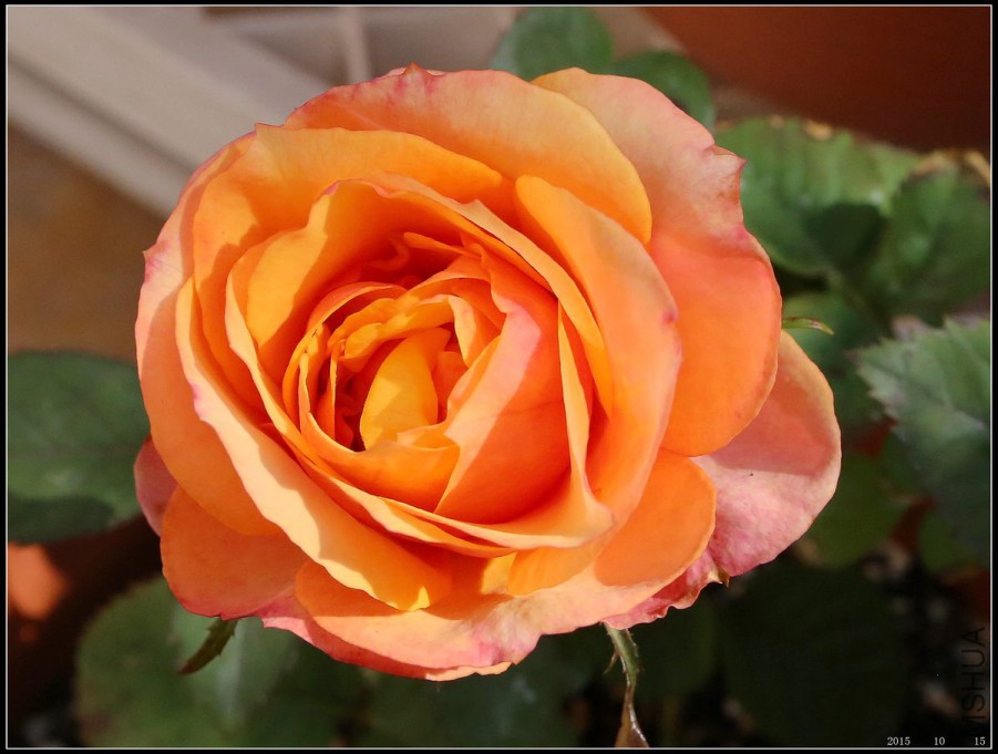 2015101506.jpg