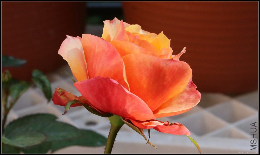 2015101505.jpg