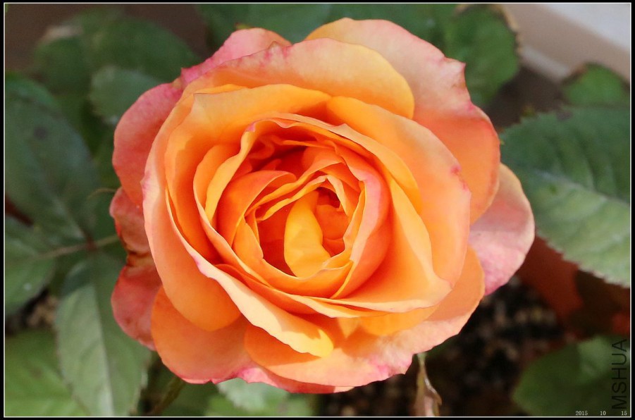 2015101502.jpg