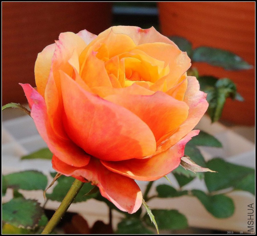2015101504.jpg
