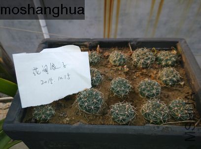 系���