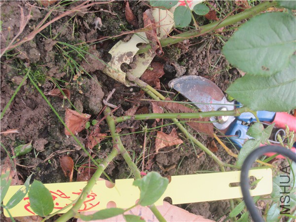 л����2.jpg