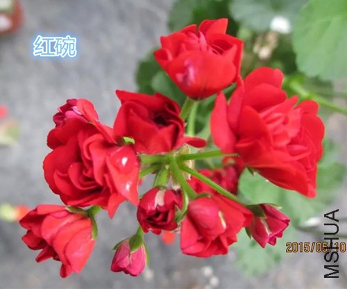 093801ycesczemdwg070t2.jpg