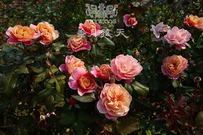 ңԶ�Ĺ���Ⱥ��