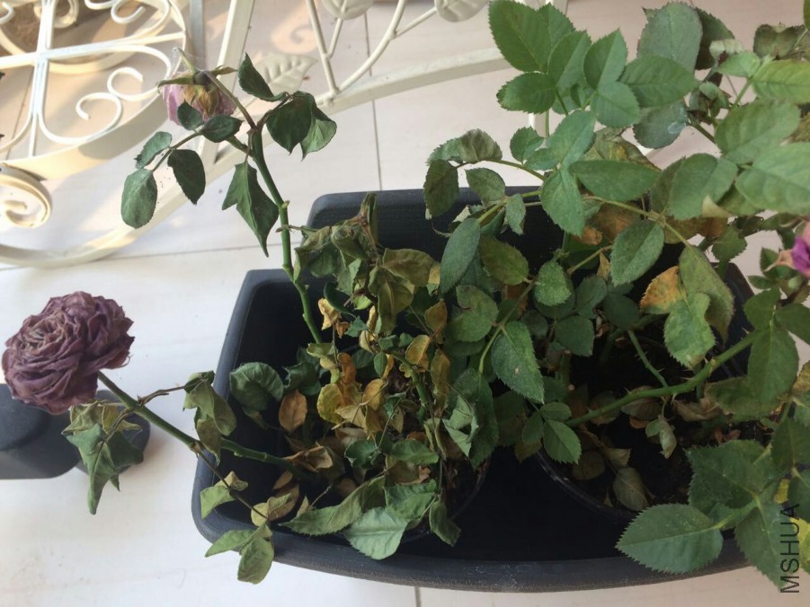 QQͼƬ20151016093952.jpg