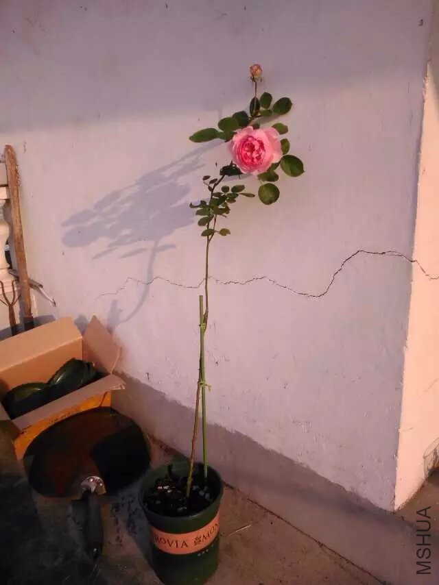 psbCAS1L0C9.jpg