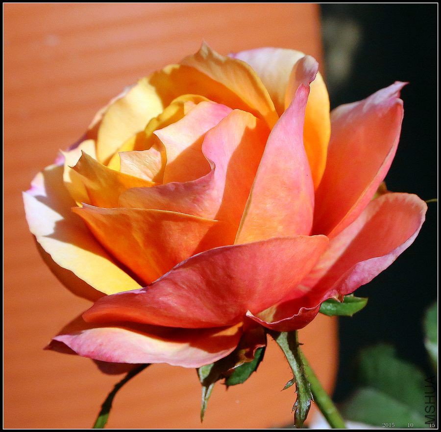 2015101510.jpg